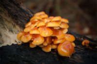 Het Staelduinse Bos, Het Staelduinse Bos