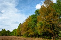 Bomen van Mariapeel