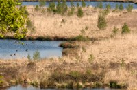 Nationaal Park De Maasduinen te Welerlooi