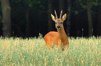 Ree in de Westerveld - Gooi