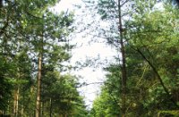 Heel groen