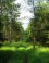 Heel groen