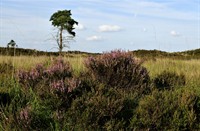 Kalmhoutseheide