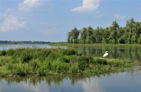 Biesbosch