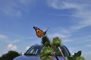 Distel vlinder langs de snelweg