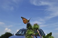 Distel vlinder langs de snelweg