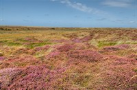 Heide in de Bolle kamer te Texel