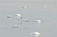 Zwanen te Tiengemeten