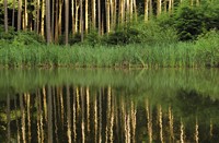 Natuurgebied Gorp de Leij