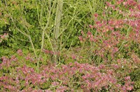 Schelphoek