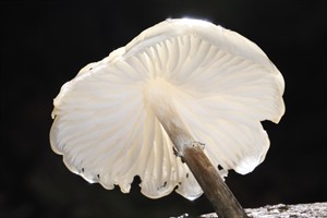 Porseleinzwam