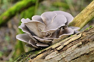 Oesterzwam