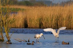Foeragerende leperlaars in Laauwersmeer