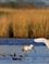Nationaal Park Lauwersmeer