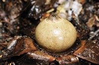 Gekraagde aardster 