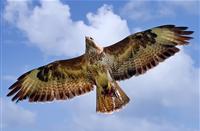 Buizerd met z'n prooi, Nationaal Park Duinen van Texel, Buizerd