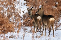Ree - Waterleidingduinen