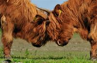 Hooglanders