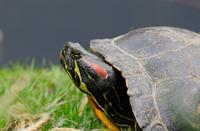Schildpad, Roodwangschildpad