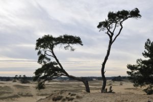 kootwijkerzand