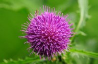 Distel