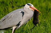 Reiger's fastfood