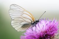 Groot geaderd witje