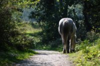 Duinen van Voorne