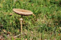 Parasol Zwam - Duinen van Voorne