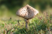 Parasol Zwam - Duinen van Voorne