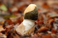 Grote Stinkzwam
