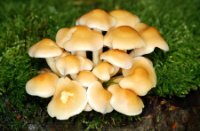 Hypholoma capnoides