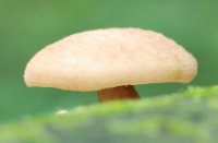 Zalmzwam, Het Staelduinse Bos, zalmzwam