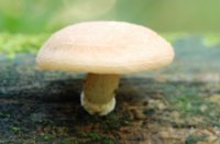 Zalmzwam, Het Staelduinse Bos