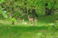 Ree, Amsterdamse Waterleidingduinen, ree