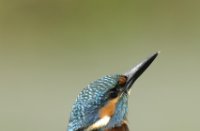 ijsvogel, Oostvaardersplassen, IJsvogel