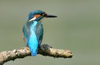 ijsvogel, Oostvaardersplassen, IJsvogel