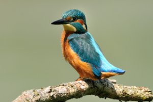 ijsvogel