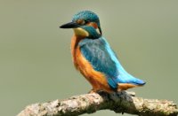 ijsvogel, Oostvaardersplassen, IJsvogel