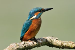 ijsvogel