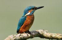 ijsvogel, Oostvaardersplassen, IJsvogel