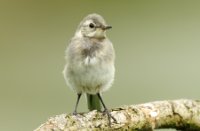 Karekiet, Oostvaardersplassen, Karekiet
