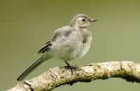 Karekiet, Oostvaardersplassen, Karekiet