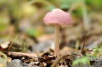 Elfenschermpje, Het Staelduinse Bos, Elfenschermpje