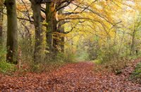 staelduinsebos, staelduinsebos, staelduinsebos