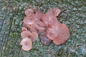 Roze Knoopzwam - Neobulgaria pura