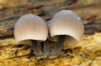 Bundelmycena