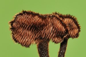 Auriscalpium vulgare - Oorlepelzwam