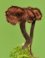 Auriscalpium vulgare - Oorlepelzwam