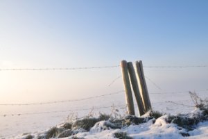 Amerongse bovenpolder op een mistige ochtend